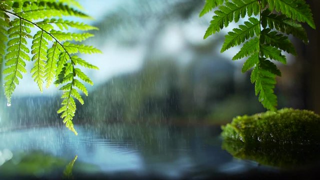 light rain on a background of palm trees and rain forest. Meditation and yoga are in harmony with nature. Tropical Sandy Beach, Summer Holiday Background. Travel Vacation, Empty Copy Space for Text 