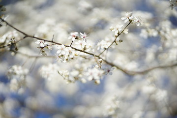 Wide shot of white delicate wild cherry blossom (prunus avium) against blue sky 