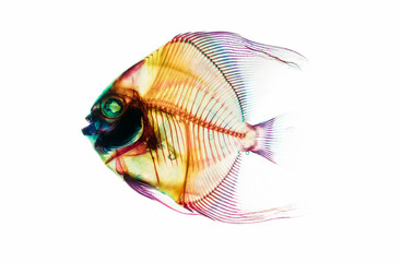 Fossil prehistoric deep ocean fish skeleton isolated on the white background. Science and Earth...