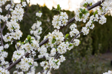 close-up of blossoming apple tree (Malus Mill.) branch with white flowers