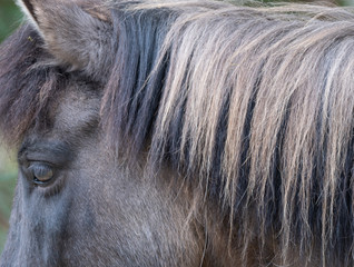 Icelandic horse with streaked mane and multi colored