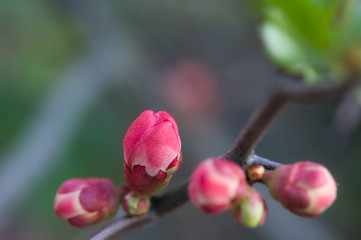 Peonies of spring. Red flower