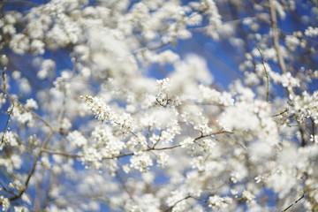 Wide shot of white delicate wild cherry blossom (prunus avium) against blue sky 