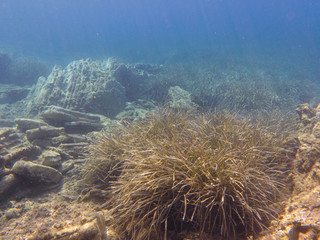 Fototapeta na wymiar UNDERWATER life off the Kastos island coast, Ionian Sea, Greece - seaweeds in summer.