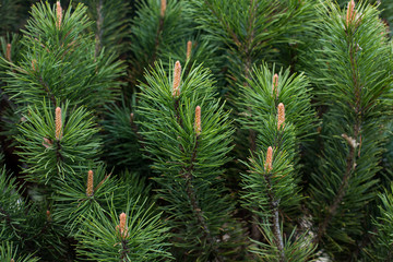 close-up of a branch of coniferous shrub.mountain pine, proper mowing (Pinus mugo Turra) a species of coniferous tree (or shrub) belonging to the pine family (Pinaceae). 