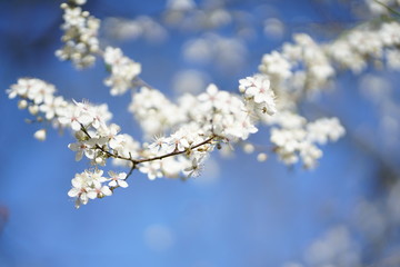 Wide shot of white delicate wild cherry blossom (prunus avium) against blue sky 