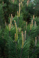 close-up of a branch of coniferous shrub.mountain pine, proper mowing (Pinus mugo Turra) a species of coniferous tree (or shrub) belonging to the pine family (Pinaceae). 