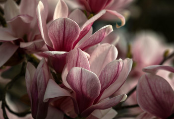 Magnolie Blüte