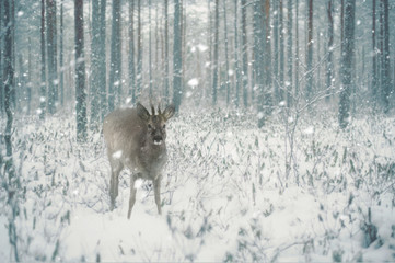 Deer in winter forest. Deer in winter