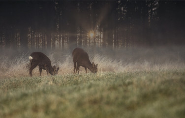 Deer in the field and fog