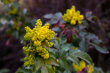closeup of branch of holly sprite,  American holly, Christmas holly (Ilex aquifolium L.) blossoming in yellow in spring. An ornamental plant used to decorate flats and houses during Christmas.