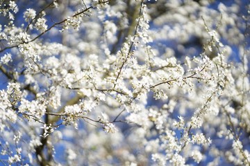 Wide shot of white delicate wild cherry blossom (prunus avium) against blue sky 