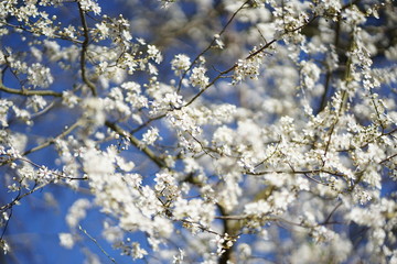 Wide shot of white delicate wild cherry blossom (prunus avium) against blue sky 