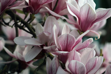 Fototapeta na wymiar Magnolie Blüte