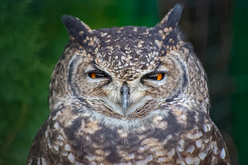 Close up of one cute owl staring at the camera with a piercing look in Attica zoological park