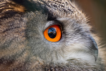Close up of one owl with vibrant orange eye in Attica zoological park