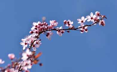 Frühlingsblüte
