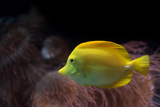 The yellow tang fish (Zebrasoma flavescens) are beautiful saltwater species which are majorly found in Hawaii and in some parts of Indonesia and Japan. 