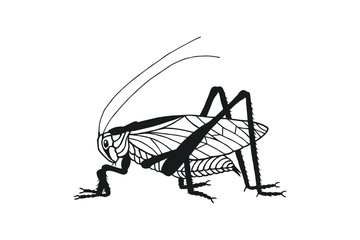 Grasshopper. eps10 vector stock illustration. isolate on a white background. out line. hand drawing