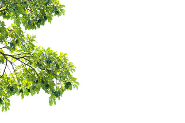 Obraz premium Green tree leave on white background. Space for your text and quote