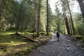 Forêt de pins