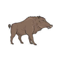 Boar wild animal vector sketch icon. Wild aper swine or pig hog side view symbol for wildlife fauna and zoology or hunting sport team trophy symbol and nature zoo adventure club design in EPS10