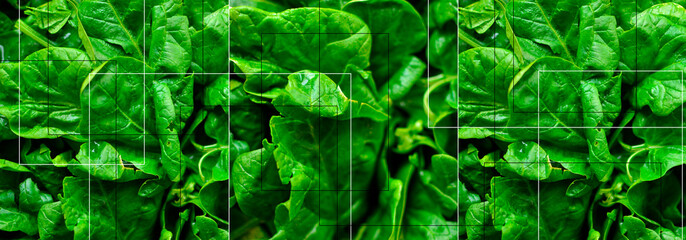 Vegetarianism, veganism and a raw food diet. Banner, collage of green spinach.