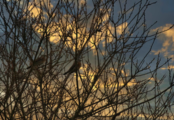 Birds on tree. Bird on branch