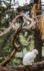 Cat on tree