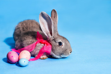 A fluffy cute gray rabbit is sitting on a blue background, and next to it are three Easter eggs. Place for text. Banner Holiday Concept - Easter. Easter Bunny. Close-up.