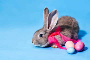 A fluffy cute gray rabbit is sitting on a blue background, and next to it are three Easter eggs. Place for text. Banner Holiday Concept - Easter. Easter Bunny. Close-up.
