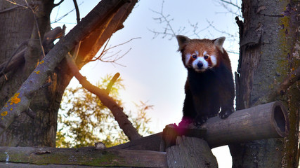 panda
