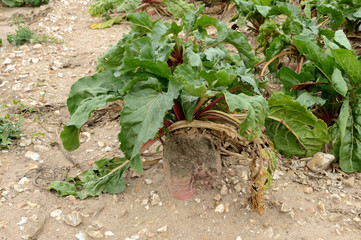 Canicule été 2019. Champ de betterave fourragère impacté par la sécheresse