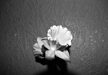 Black and white daffodil in bloom 
