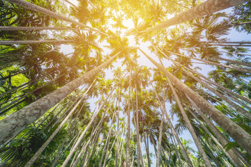 Natural hight tree in forest background.