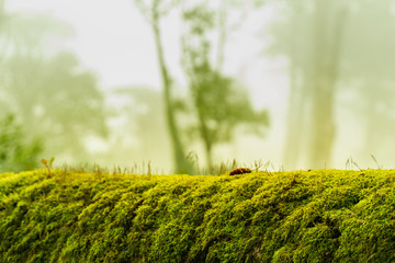 green moss on bark tree in forest. foggy trees on background. damp weather. mossy background for...