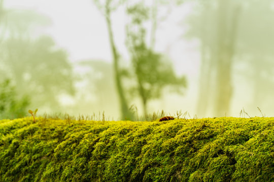 green moss on bark tree in forest. foggy trees on background. damp weather. mossy background for wallpaper. macro close view on lush lichen natural surface.