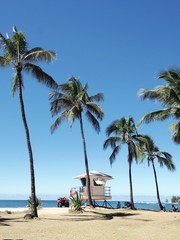 Hawaii Dream 