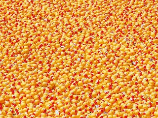 Ducks for Days