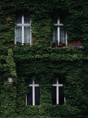 Green Window