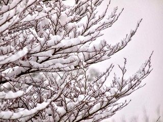 New Snowfall 
