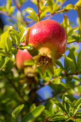 Maturing pomegranate fruit, species Punica granatum, a deciduous shrub originated in the region between Iran and northern India and cultivated since ancient times in the Mediterranean region.