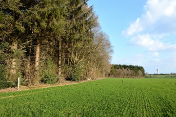 Champ de blé en bordure de forêt