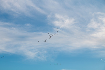 cielo con patos