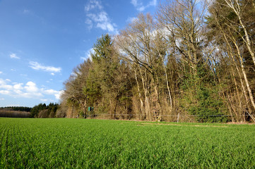 Champ de blé en bordure de forêt