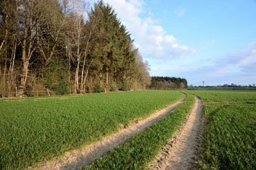 Fototapeta na wymiar Champ de blé en bordure de forêt. Traces de passages de roues de tracteurs