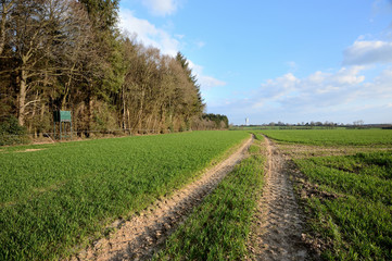 Fototapeta na wymiar Champ de blé en bordure de forêt. Traces de passages de roues de tracteurs