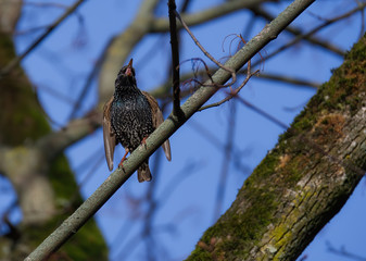 Starling. Birds on tree. Bird on branch