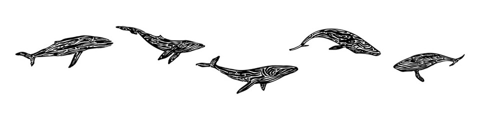 Endangered ancient whale set. Hand drawn animal prints graphic vector illustration, black isolated on white background painted by ink