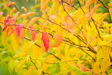 yellow and red leaves before leaffall, autumn concept